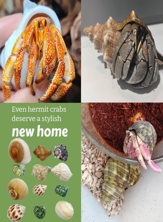 Wanwanzi 12PCS Hermit Crab Shells | 1.6"-3.2" Natural Sea Conch Shells | Growth Turbo for Small, Medium&Large Crabs | Saltwater Hermit Crab Supplies | Sea Shell for Beach Decor - Image 4